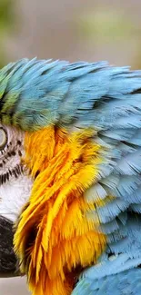 Close-up of vibrant parrot feathers in blue and yellow hues.