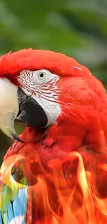 Vivid parrot with fiery plumage on a green background.