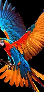 Bright parrot with orange and blue feathers on black background.
