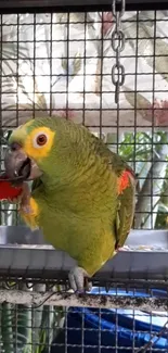 A vibrant green parrot in a cage enjoying a snack.