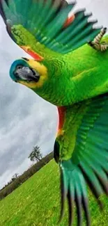 A vibrant green parrot in mid-flight over a lush meadow.