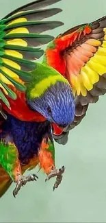 Vibrant parrot with colorful feathers flying against green background.