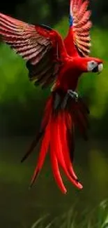 Vibrant red parrot flying in lush greenery.