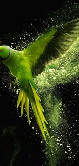 Green parrot in flight on a black background with vibrant colors.