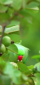 A vibrant parrot peeks through lush green foliage.