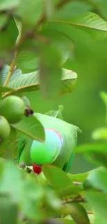 A parrot hidden among green leaves, vibrant and serene.