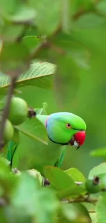 Bright green parrot sitting among lush green leaves.