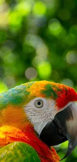 Vibrant parrot with green background