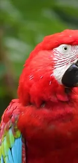 A vibrant red parrot in lush green surroundings.