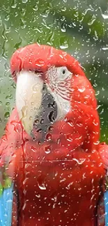 Vibrant red parrot with raindrops on window.