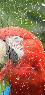 Vibrant red parrot behind rain-covered glass on phone wallpaper.