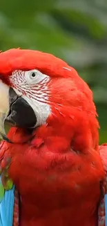 Vibrant parrot with colorful feathers in a lush jungle setting.