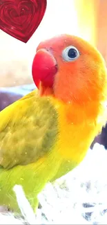 Colorful parrot on white background with a heart illustration.