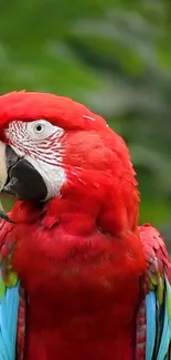 Vibrant red parrot with colorful feathers in a lush setting.