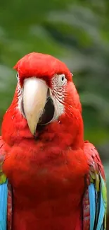 Close-up of a vibrant red parrot wallpaper.