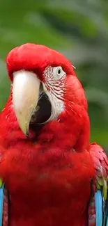 Bright red parrot with colorful feathers seen in nature.