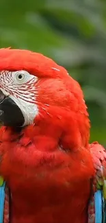 Red macaw parrot with vibrant feathers in natural setting.