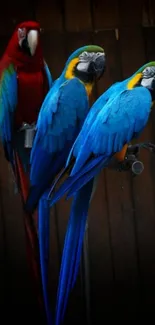 Colorful parrots perched against dark wood background.