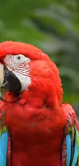 A vibrant parrot with red feathers on a lush green background.