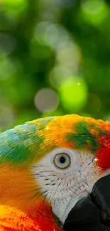 Vibrant parrot with colorful feathers and green bokeh background.