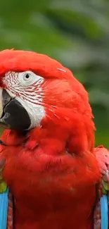 Red parrot with vibrant plumage and green backdrop.