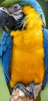 Vibrant blue and yellow parrot perched on a branch.