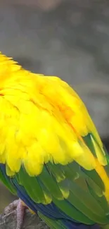 Vivid yellow and green parrot wallpaper for mobile phones.