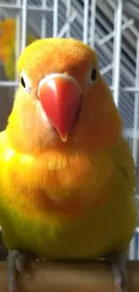 Close-up of a vibrant orange and yellow lovebird in a cage.