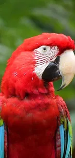 Vibrant red parrot with lush green background.