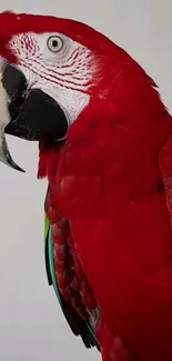 Colorful parrot showcasing vibrant red feathers.