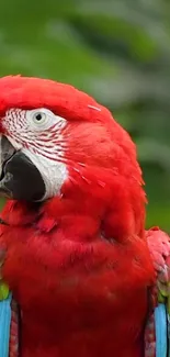 Colorful red parrot with lush green background.