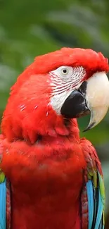 Red macaw parrot with multicolored feathers on green background.