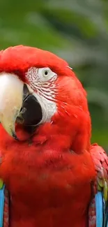 Bright red parrot with green foliage background on mobile wallpaper.