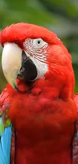 A vibrant red parrot with colorful feathers on a mobile wallpaper.