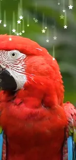 A vibrant red parrot with colorful feathers amidst lush green background.