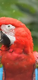 Close-up of a colorful red macaw with green and blue feathers.