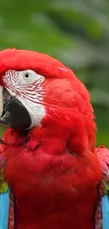 Vibrant red macaw parrot in lush green background, perfect for phone wallpaper.