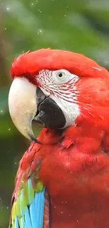 Close-up of a red parrot with green and blue feathers.