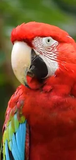 Close-up of a vibrant red parrot with green leaves background.