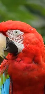 Vibrant parrot with red feathers on a mobile wallpaper.