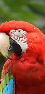 Vibrant red macaw parrot with vivid feathers on a green background.