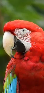 Close-up of a vibrant red parrot with green and blue feathers.