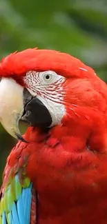 Vibrant red parrot with green background mobile wallpaper.