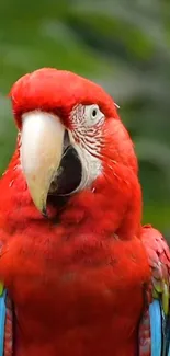 Vibrant red parrot with colorful feathers on a lush green background.