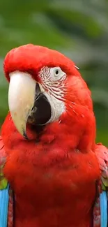 Bright red parrot with vivid feathers and striking appearance on a green background.