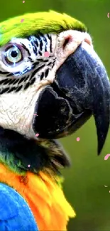 Colorful parrot with vibrant feathers in a lush green setting.