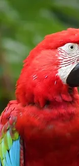 Colorful parrot with vibrant red and green plumage in a lush setting.