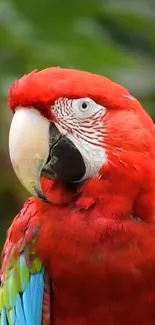 Vibrant red macaw with colorful feathers, perched against a green background.