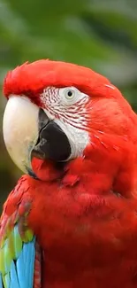 Vibrant red parrot against lush green background.