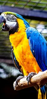 Vibrant blue and yellow parrot perched on a branch.